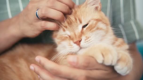 Primo piano di mani di donne che accarezzano un simpatico gatto rossiccio. — Video Stock