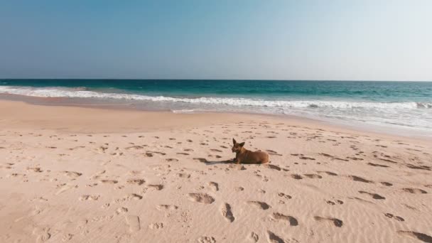 Lindo perro acostado en una playa de arena y mirando a la cámara — Vídeo de stock