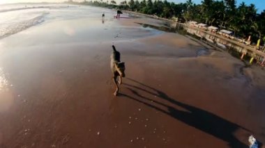 Mutlu köpek dalgalarla okyanus sahilinde ıslak kum boyunca koşar.