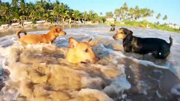 Feliz lindos perros juguetear y divertirse en las olas del océano en la playa — Vídeo de stock