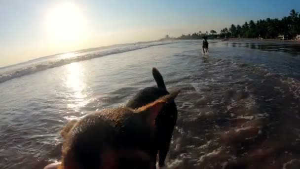 Slow motion shot van een persoon aaien gelukkige honden op het strand van de oceaan met golven — Stockvideo