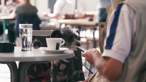 Un pequeño perro lindo se sienta en una silla en un café — Vídeos de Stock