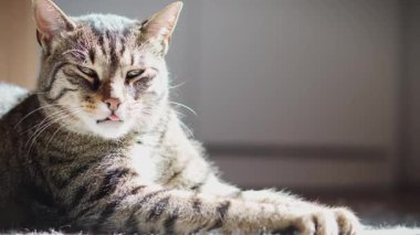 Tatlı, uykulu gri bir kedinin portresi.