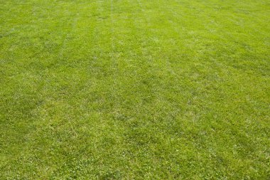 Yeşil Çimen Arkaplanı. 