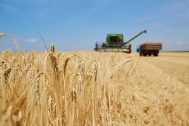 Bir buğday alanında çalışan tarım hasat
