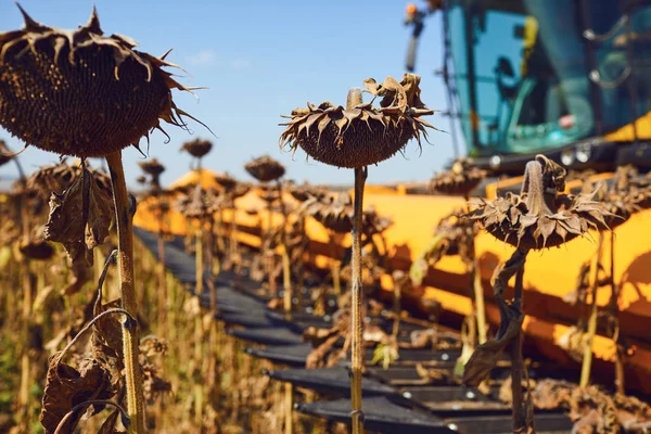 Harvester sunflower in a field by a combine — Stock Photo, Image