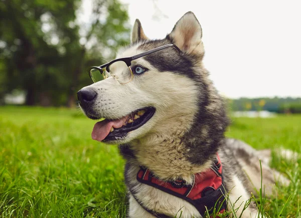 A smart husky dog in glasses looks at the camera while lying on the grass in nature — Stock Photo, Image