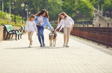 Husky köpeği ve ailesi yaz parkında oyun oynarlar..