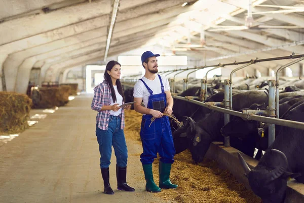 Jóvenes trabajadores agrícolas lecheros revisando vacas y usando aplicación agrotecnológica en tableta —  Fotos de Stock