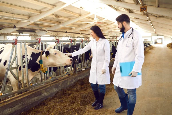 Twee jonge veeartsen in witte jassen controleren koeien in melkveehouderij schuur — Stockfoto