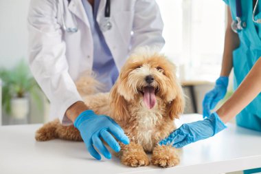 Tıbbi lateks eldivenler konusunda uzman iki kişi veteriner kliniğindeki randevu sırasında masada oturan sevimli pembe dilli kürklü köpek Maltipoo 'yu inceliyor. Hayvan bakımı veteriner muayenesi konsepti