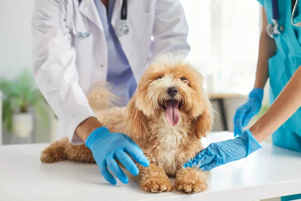 Tıbbi lateks eldivenler konusunda uzman iki kişi veteriner kliniğindeki randevu sırasında masada oturan sevimli pembe dilli kürklü köpek Maltipoo 'yu inceliyor. Hayvan bakımı veteriner muayenesi konsepti