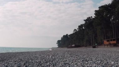 akşam görünümü yüksek çam ağaçları ve sakin deniz yanındaki taşlı Beach