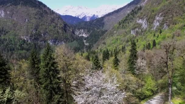 Kamera fliegt bei sonnigem Wetter über dichten Kiefernwald an Berghängen — Stockvideo