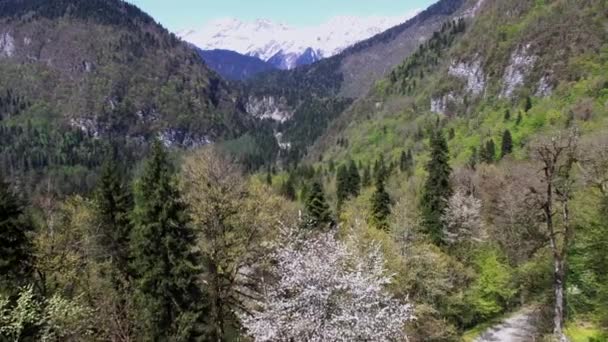 Cámara está volando sobre el denso bosque de pinos en las laderas de las montañas en el día soleado — Vídeos de Stock