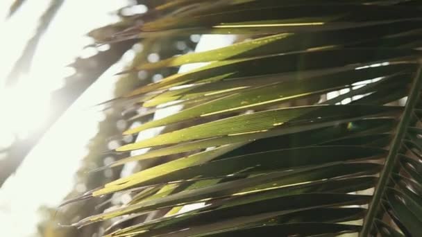 Palmové listy pod sluncem. — Stock video