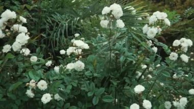 yakından atış gül tomurcukları, beyaz çiçek olan bahçede yeşil Bush