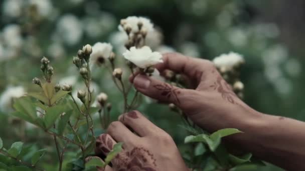 Gros plan d'un mehendi tatoué, femme touche des roses dans le jardin — Video