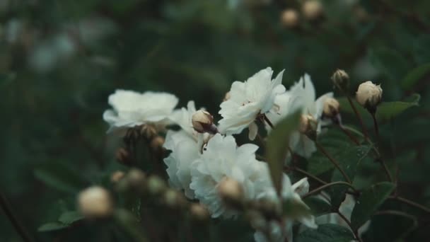 Lindas flores em um jardim de parque . — Vídeo de Stock