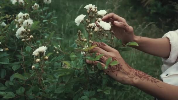 มือผู้หญิงสัมผัสดอกไม้ . — วีดีโอสต็อก