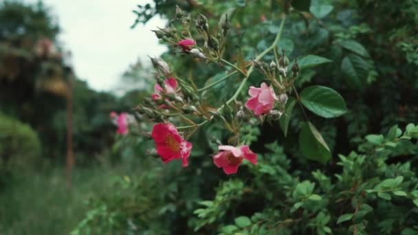 Schöne rosa Blüten. — Stockvideo