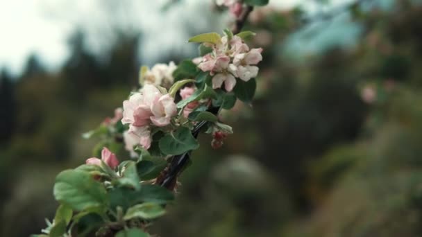 昼間の庭のリンゴの木の花をつけた枝のクローズ アップ — ストック動画