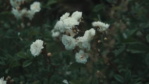 春の日の公園 白い花の咲く茂み クローズ アップ フォーカスが動いて — ストック動画