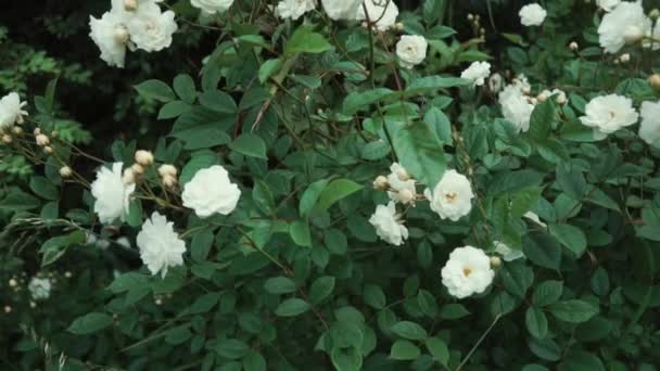 Veduta di bellissimi arbusti fioriti nel parco, fiori bianchi e rosa — Video Stock