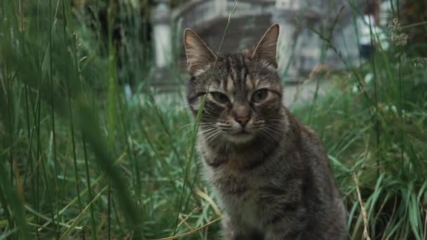 Niedliche grau gestromte Katze sitzt im Rasen im Gras im Hof, Nahaufnahme — Stockvideo
