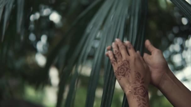 Hands of oriental woman are stroking green leaf of tropical palm tree, close-up — Stock Video