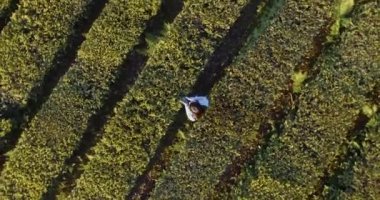 Doğa yukarıdan çekim dron.