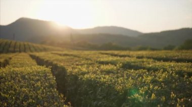 Dağ çay tarlaları yaz günbatımı, güneşin altında yatay üstleri olduğunu