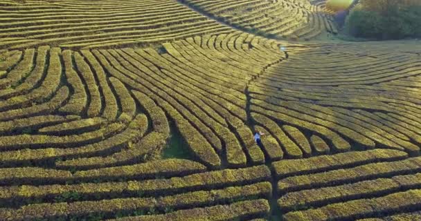 Carefree girl is running between bushes of tea plant in a garden, aerial view — Stock Video