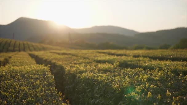 Пейзаж з плантаціями гірського чаю на літній захід сонця, сонце позаду вершин — стокове відео