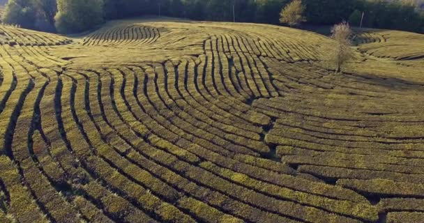 Вид с воздуха на чайные плантации в летнее время — стоковое видео