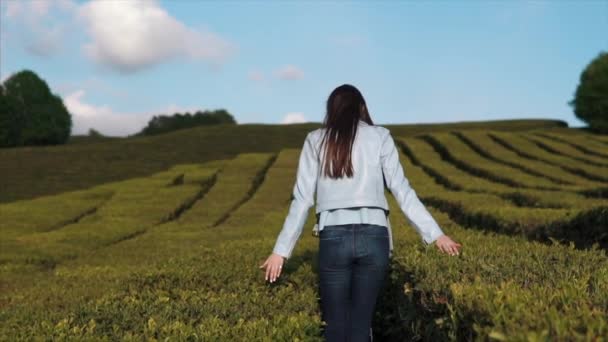Junge Frau schlendert allein in einer Teeplantage, streicht über Sträucher, Rückansicht — Stockvideo