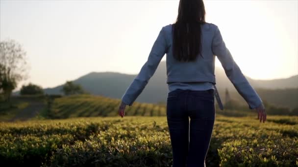 Štíhlá dívka se protahuje ruce, stojící v popředí čajové plantáže v ranní — Stock video