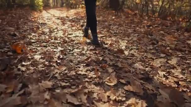 Menina andando em uma floresta de outono . — Vídeo de Stock