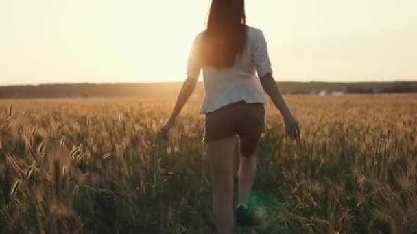 Fascinující žena se za úsvitu vrací přes zlaté pole, pohled na její tělo — Stock video