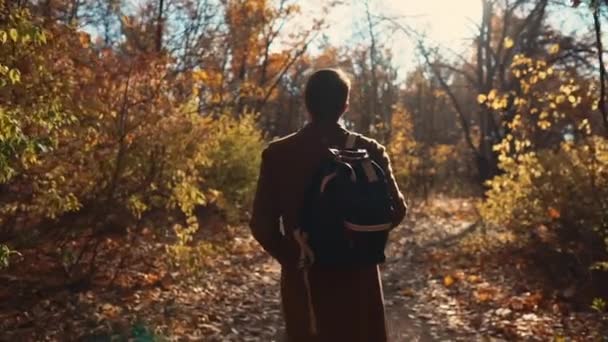 Hombre solitario está paseando en el bosque en el día soleado en otoño, vista trasera — Vídeo de stock