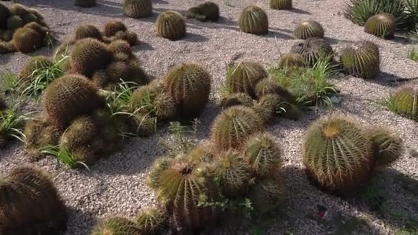 Piccole piante di cactus crescono in terreno asciutto nell'area del parco, primo piano — Video Stock