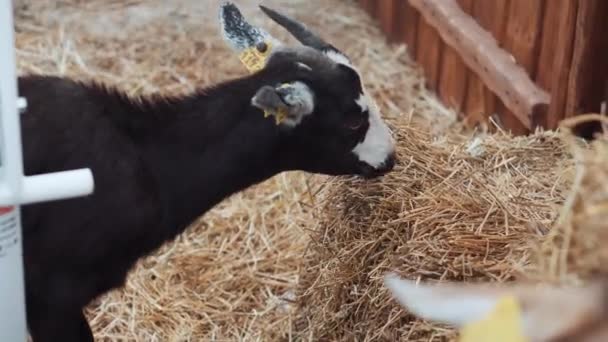 Pequena cabra come feno perto de cerca de madeira no festival — Vídeo de Stock