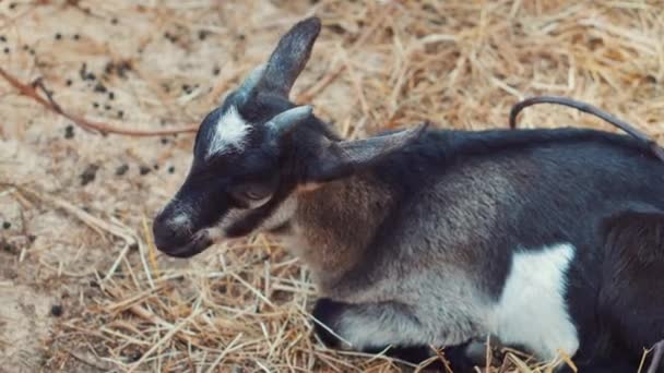 Little goat is lying and chewing grass — Stock Video