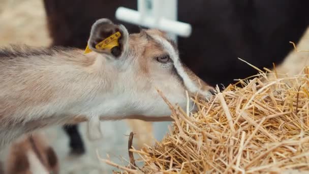 Little goat is feeding by straw in barn on farm — Stock Video