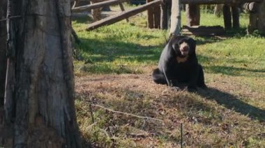 Asyalı siyah ayı çimlerin üzerinde oturup kokluyor.