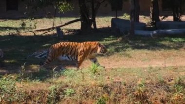 Tiger hayvanat bahçesinde yürüyor.