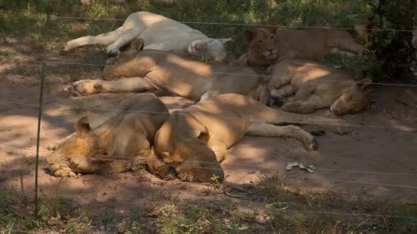 Grupo de leões adultos e jovens dormindo — Vídeo de Stock