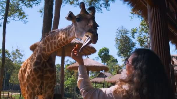 Mulher está alimentando girafa no parque zoológico — Vídeo de Stock