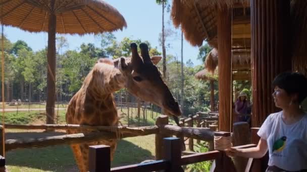 Giraffe im Zoo von Singapur füttern — Stockvideo