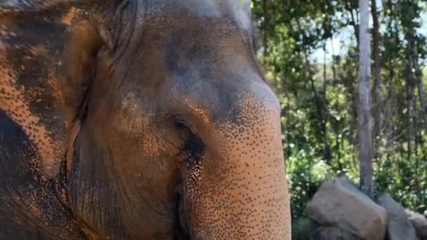 Cabeza de elefante indio — Vídeo de stock